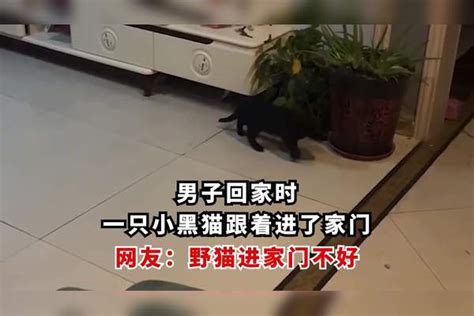 黑猫进家|陌生猫进家门吉利还是不吉利？猫咪进家是什么预兆